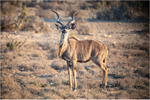 kudu-before-the-flight