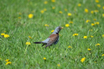 Fieldfare