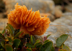 waxcap, Elidir Fach