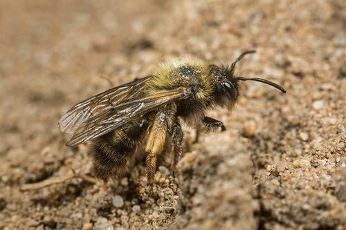 Andrena barbilabris