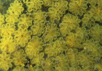 Botryllus schlosseri