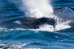 Humpbacks fighting with pectal fins 2 0A3A7639