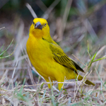 Holub's Golden Weaver portfolio