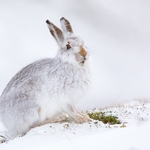 2nd Didital Mountain Hare feeding on heather Liz Wallace
