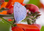 Holly Blue