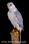 birds studio-30