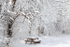 My own backyard...