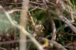 Juvenile Reed Warbler