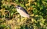 Black Capped Night Heron