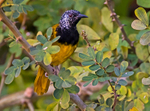 Oriole Warbler