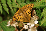 High Brown Fritillary