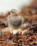 Purple Sandpiper amongst the seaweed near the Sandbanks chain ferry