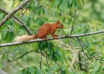 Red Squirrel