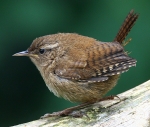 Wren