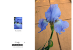 008 Bearded Iris