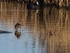 Common Snipe