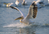 A white pelican alights on the water