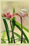 Hippeastrum 'Rosario' 1