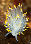 Eubranchus tricolor