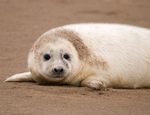 Grey Seal Pup