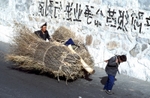 Firewood collectors