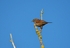 Dunnock