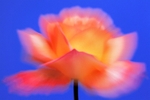 Rose Pastel Zoom 1-0356