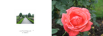 034 Single Rose