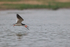 Black Skimmer low over water, Rio Sao Lourenco, Brazil