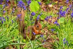 z3800 Red squirrel in the Bluebells, Borthwood Copse