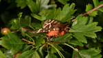 Garden Tiger Moth