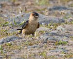 Red Rumped Swallow.