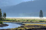 Lamar Valley Morning