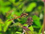 Common Darter