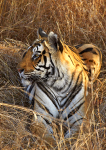 Royal bengal tiger - 10