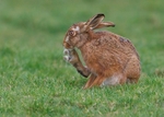 Brown Hare
