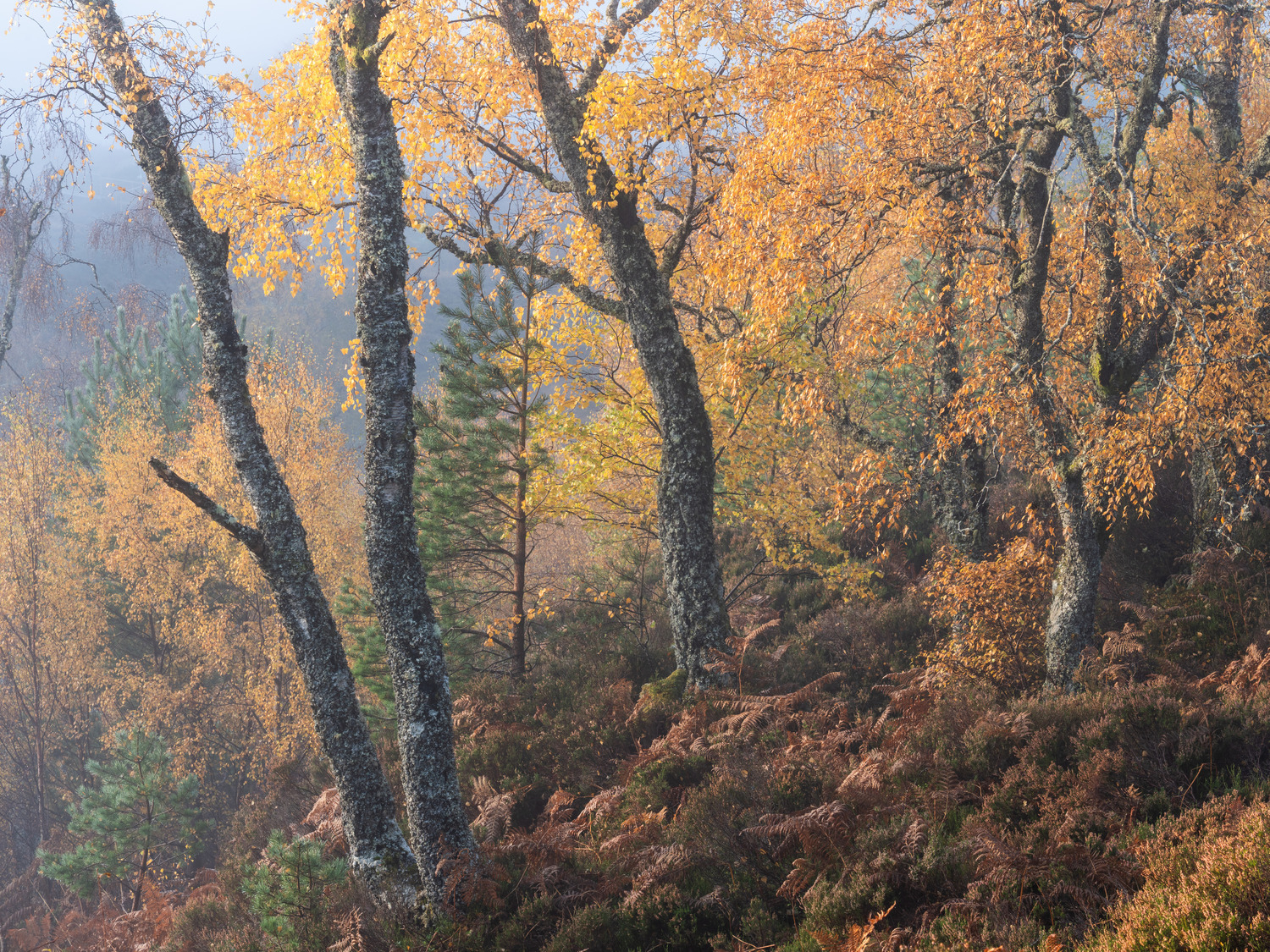 An atmospheric morning in late autumn 2023. The birch trees in this less exposed location were holding on to their le…