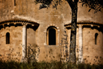 St Antimo Olive Tree