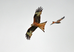 Red Kites