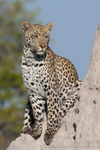 Leopard lookout