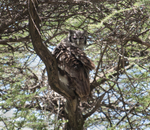 Verreaux's Eagle Owl