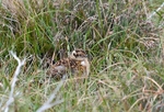 Red Grouse chick
