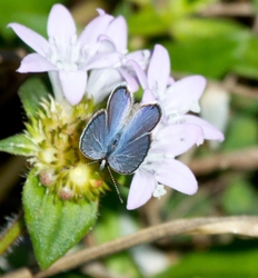 AnimalsCreatures _0042