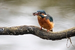 Kingfisher Alcedo Atthis032