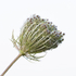 9th August Wild Carrot Seedhead