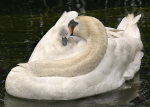 Mother's Love