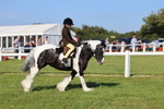 Class 30: Ridden Native/Trad Coloured Pony portfolio