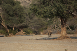 Desert Elephant Approaching
