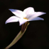 Star flower