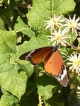 African Monarch Butterfly